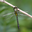 Gomphus vulgatissimus